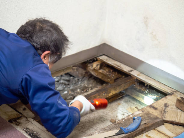 Best White Mold Remediation in Marmet, WV