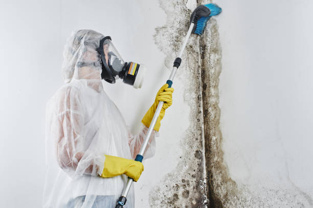 Marmet, WV Mold Remediation Company