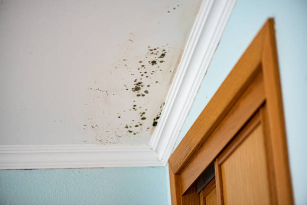 Best Commercial Mold Remediation in Marmet, WV