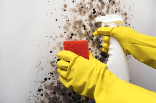 Best Post-Remediation Services in Marmet, WV