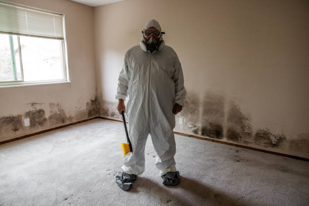 Best Black Mold Remediation in Marmet, WV