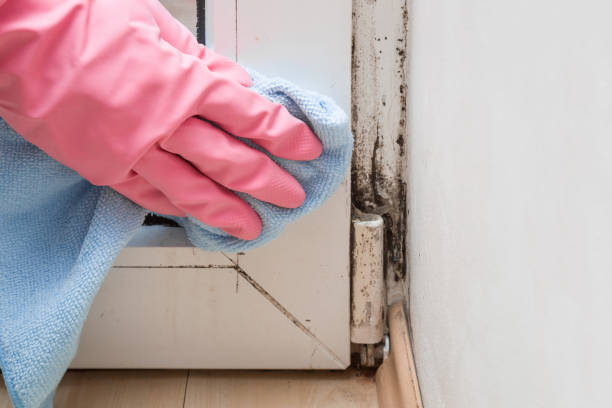 Best Mold Remediation for Schools in Marmet, WV