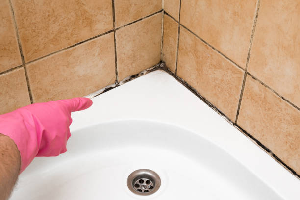 Best Industrial Mold Remediation in Marmet, WV